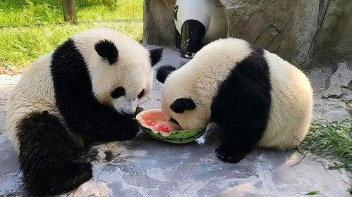 熊猫吃瓜原声,趣味横生的自然奇观