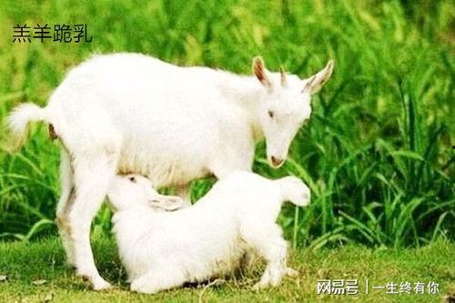 小羊吃瓜动作图片,萌态十足