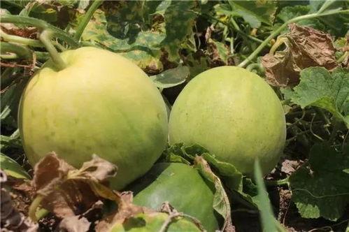 梦到瓜吃甜瓜,揭秘梦到吃甜瓜的寓意