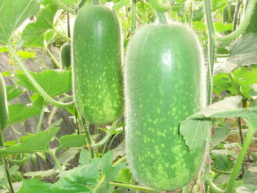 吃瓜爆料大瓜泄露蒜香,吃瓜爆料大瓜泄露,蒜香四溢的幕后真相