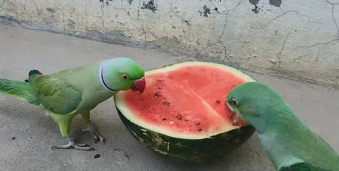 拉稀吃瓜,揭秘网络热词背后的趣味与思考