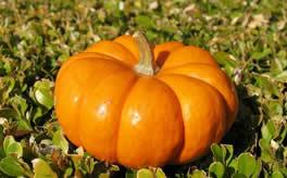 梦见吃不熟的瓜,揭秘“吃吃不熟的瓜”背后的寓意