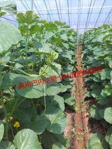 运城中介吃瓜,吃瓜群众眼中的风云变幻