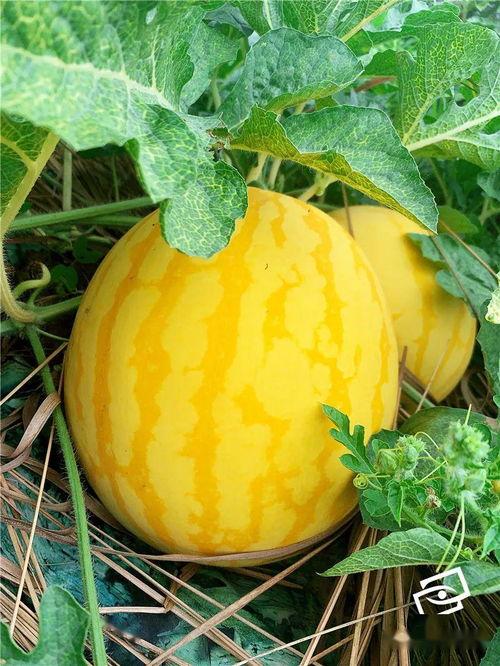 在这吃瓜的年代,揭秘网络舆论场中的热点追踪与反思