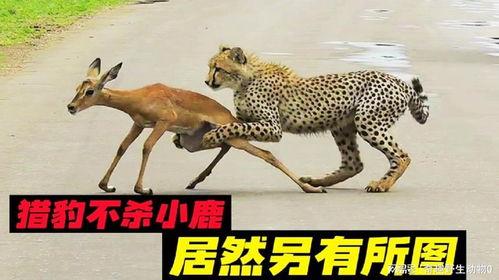 猎豹喜欢吃瓜吗,揭秘它们对瓜果的喜好之谜